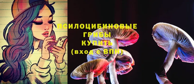 Псилоцибиновые грибы Psilocybe Липки